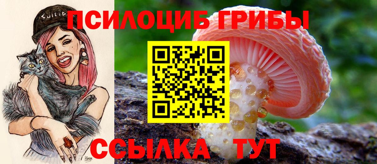 Псилоцибиновые грибы Psilocybine cubensis Великий Устюг